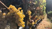 Vignes de l'Hérault avec du raisin blanc au premier plan.